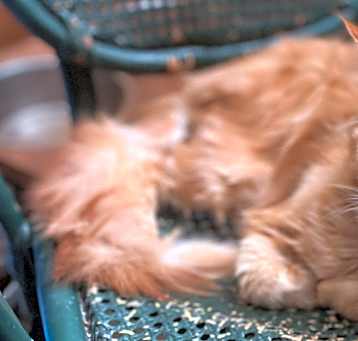 Photo of Hercules (Purebred Maine Coon)