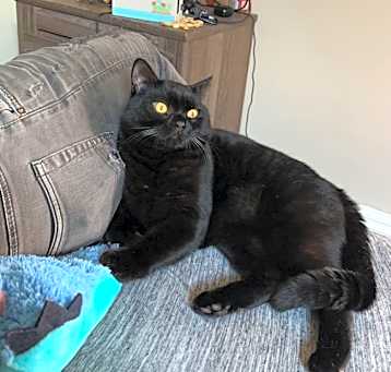 Photo of Oliver