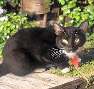 Photo of Sweetie