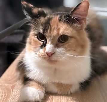 Photo of Shy