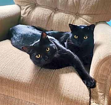 Photo of Cheeto *Bonded with Frito*