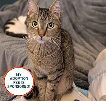 Photo of Tiny - IN FOSTER