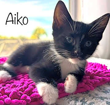 Photo of Aiko