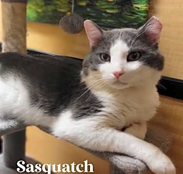 Photo of Sasquatch