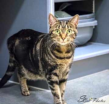 Photo of Sage