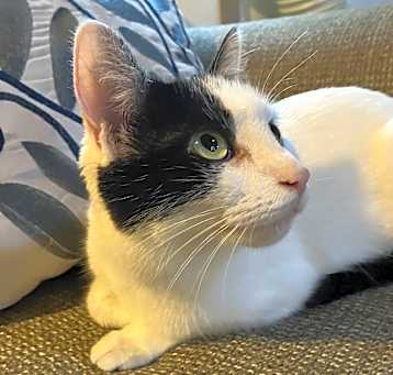 Photo of Miss Kitty