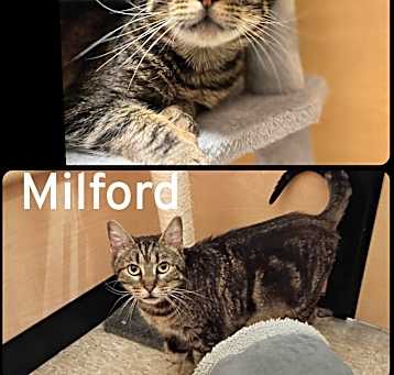 Photo of Milford