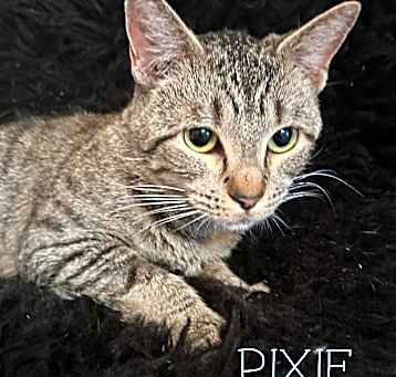 Photo of Pixie