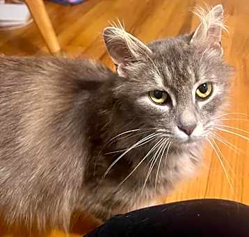Photo of Strudel