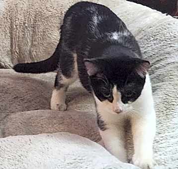 Photo of Loki