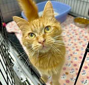 Photo of Marmalade