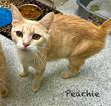 Photo of Peachie