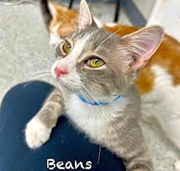 Photo of Beans