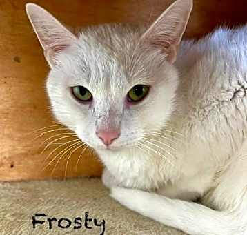 Photo of Frosty