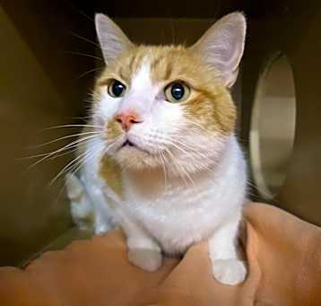Photo of Tiger