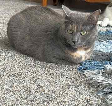 Photo of Moana