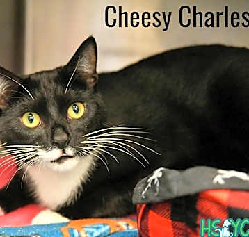 Photo of Cheesy Charles