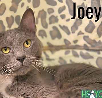 Photo of Joey