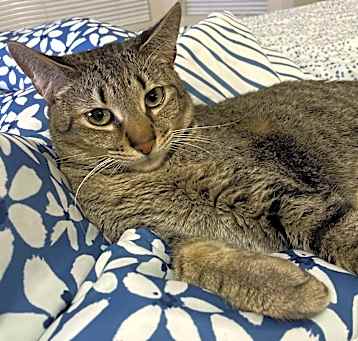 Photo of Basil
