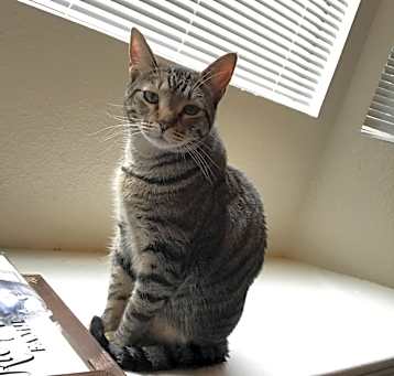 Photo of Oregano