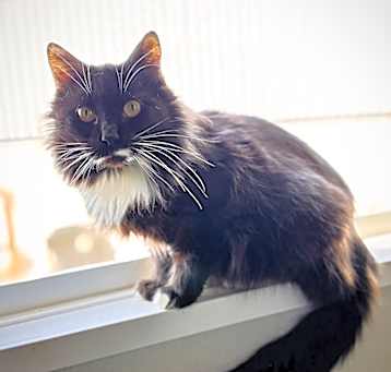 Photo of Sybil
