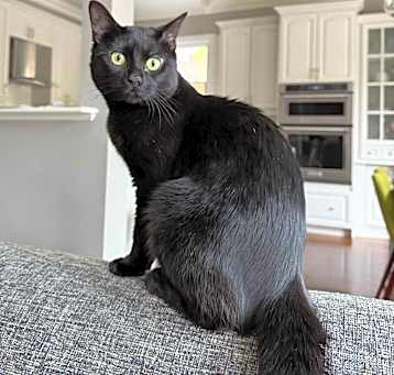 Photo of Zingo