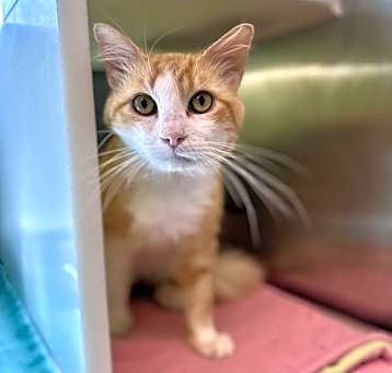 Photo of PUMPKIN