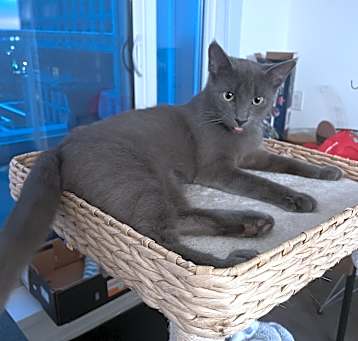 Photo of Frankie