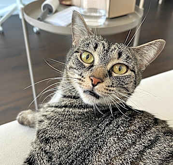 Photo of Daisy