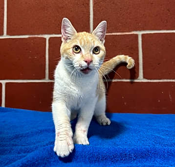 Photo of (Found-HOLD) Ollie