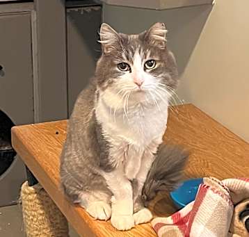 Photo of Bandit