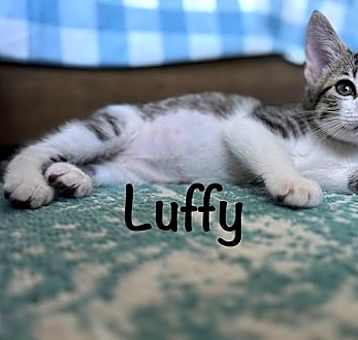 Photo of Luffy