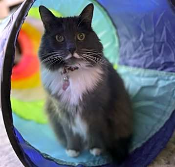 Photo of Jinx