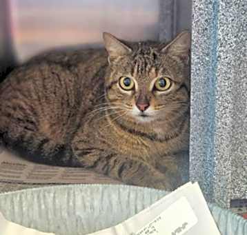 Photo of Belladonna (working cat)