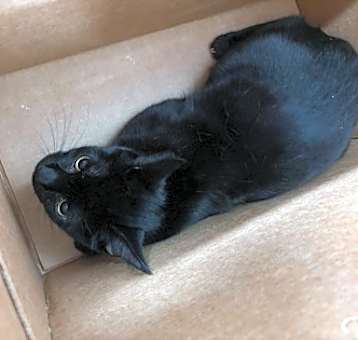 Photo of Nox