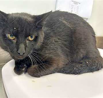 Photo of Midnight