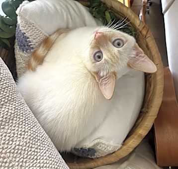 Photo of Copo