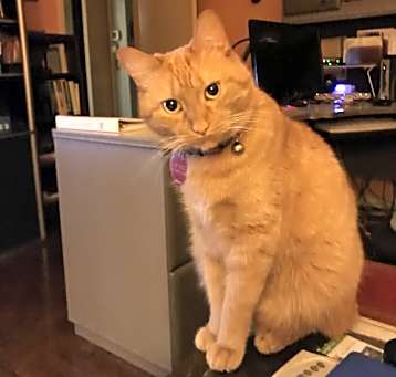 Photo of Sampson