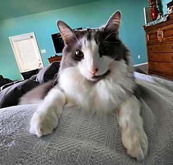 Photo of Biscotti