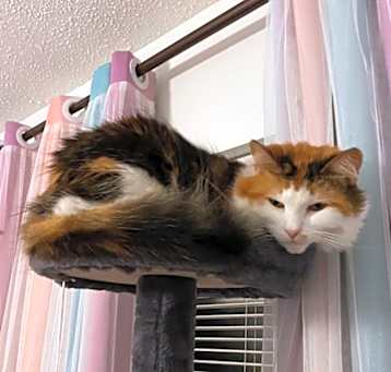 Photo of Purrky