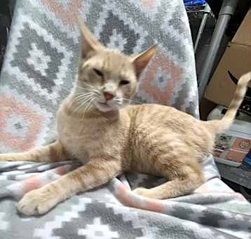 Photo of DEWEY @ PETSMART IN JACKSON TN