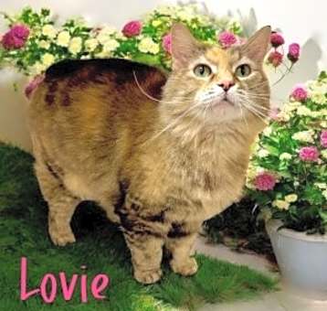 Photo of Lovie 124454