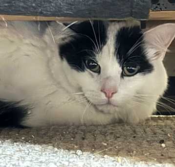 Photo of Oreo