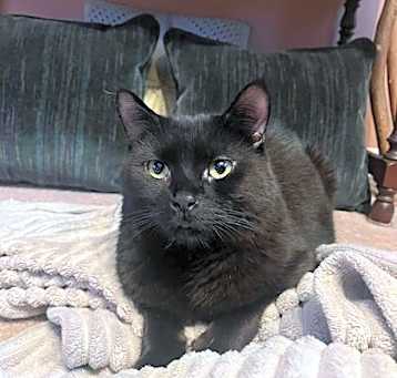 Photo of Shady-Kitchener