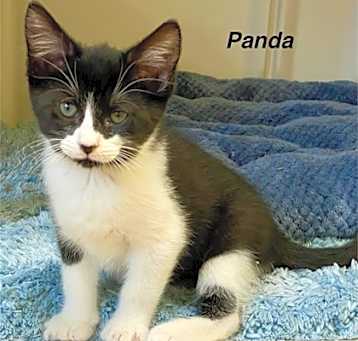 Photo of Panda