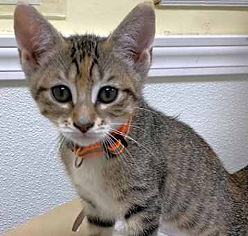 Photo of Paisley