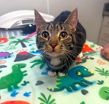 Photo of Mittens