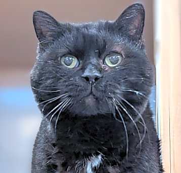 Photo of Dot