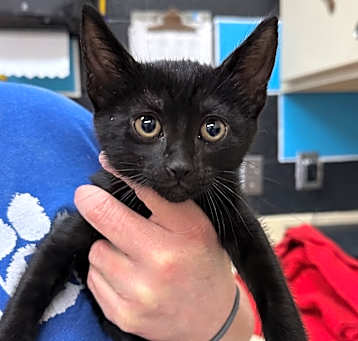 Photo of Inky