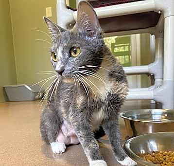 Photo of PETUNIA